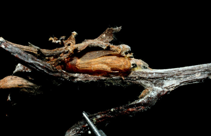 Fig. 17. Muda de pupa, <i>Nemoria</i></i> aturiaDHJ02 (Geometridae). Area de Conservación Guanacaste, Sector Cacao, Estación Biológica Cacao. (09-SRNP-35126-DHJ455340.jpg).