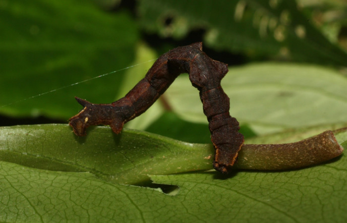 Fig. 14. Larva último estadio, <i>Nemoria</i></i> aturiaDHJ02 (Geometridae). Area de Conservación Guanacaste, Sector Cacao, Sendero Nayo. (12-SRNP-35078-DHJ490014.jpg).