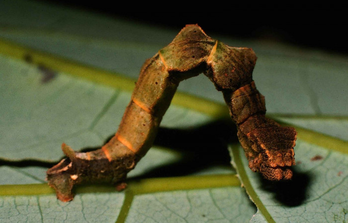 Fig. 1. <i>Nemoria</i></i> aturiaDHJ02 (Geometridae), último estadio. Area de Conservación Guanacaste, Estación Biológica Cacao, Sendero Toma Agua. (99-SRNP-1872-DHJ50693.jpg).
