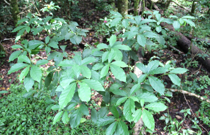 Fig. 19. <i>Persea americana</i></i> (introduced), planta hospedera de <i>Nemoria</i></i> aturiaDHJ02 (Geometridae). Area de Conservación Guanacaste, Estación Biológica Cacao. Foto,  Parataxónoma Dunia Garcia 10/11/2019.