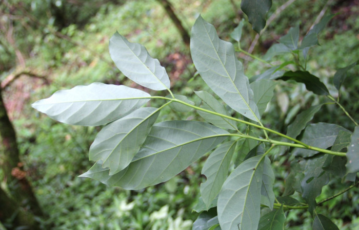 Fig. 22. Envés de hoja de <i>Persea americana</i></i> (introduced), planta hospedera de <i>Nemoria</i></i> aturiaDHJ02 (Geometridae). Area de Conservación Guanacaste, Estación Biológica Cacao. Foto,  Parataxónoma Dunia Garcia 10/11/2019.