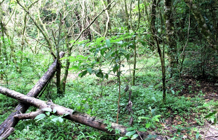 Fig. 18. Habitat de <i>Persea americana</i></i> (introduced), planta hospedera de <i>Nemoria</i></i> aturiaDHJ02 (Geometridae). Area de Conservación Guanacaste, Estación Biológica Cacao. Foto, Parataxónoma Dunia Garcia, 10/11/2019.