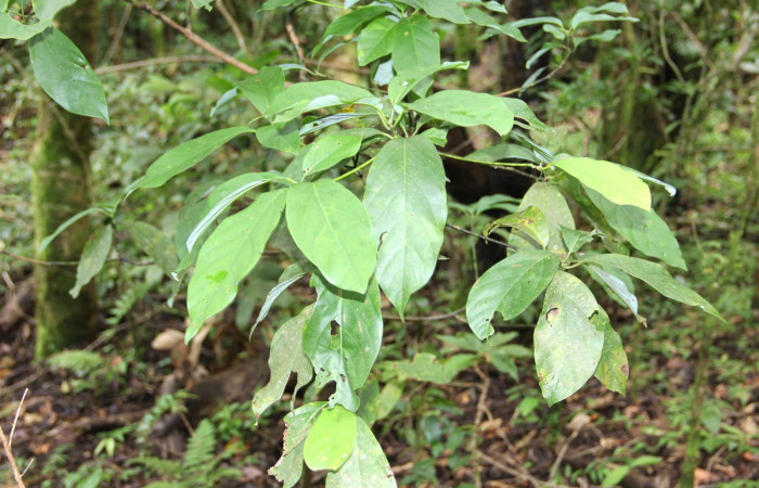 Fig. 21. Haz de <i>Persea americana</i></i> (introduced), planta hospedera de <i>Nemoria</i></i> aturiaDHJ02 (Geometridae). Area de Conservación Guanacaste, Estación Biológica Cacao. Foto,  Parataxónoma Dunia Garcia 10/11/2019.