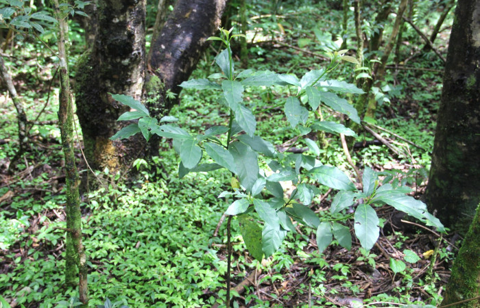 Fig. 20. <i>Persea americana</i></i> (introduced), planta hospedera de <i>Nemoria</i></i> aturiaDHJ02 (Geometridae). Area de Conservación Guanacaste, Estación Biológica Cacao. Foto,  Parataxónoma Dunia Garcia 10/11/2019.