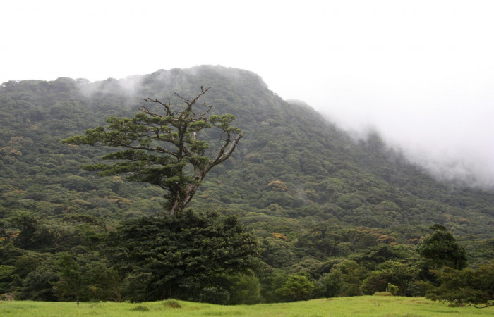 Fig. 3. Vista panorámica, faldas del Volcán Cacao, bosque nuboso, una representación de bosque primario donde la flora puebla una región para que la fauna encuentre un oasis. Foto, Parataxónoma Dunia García, Marzo-2012