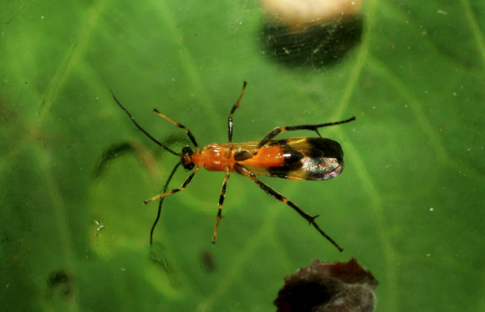 Figura 7. Avispa de Braconidae son parasitoides también de <i>Cropia cedica</i></i> (noctuidae). Voucher: 07-SR7P-31153-DHJ426777.jpg.