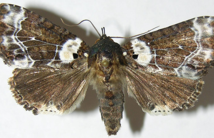 Figura 11. Adulto de <i>Cropia cedica</i></i> (Noctuidae) macho. Voucher: 08-SRNP-6029-DHJ396586.