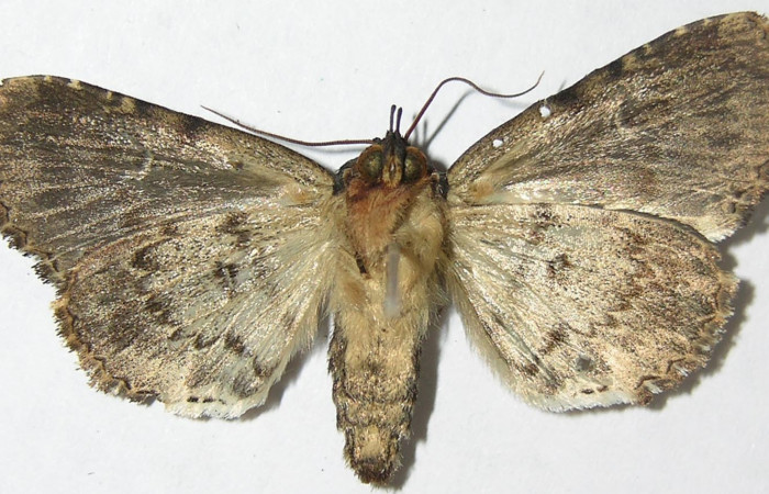 Figura 12. Adulto de <i>Cropia cedica</i></i> (Noctuidae) macho. Voucher: 08-SRNP-6029-DHJ396587.