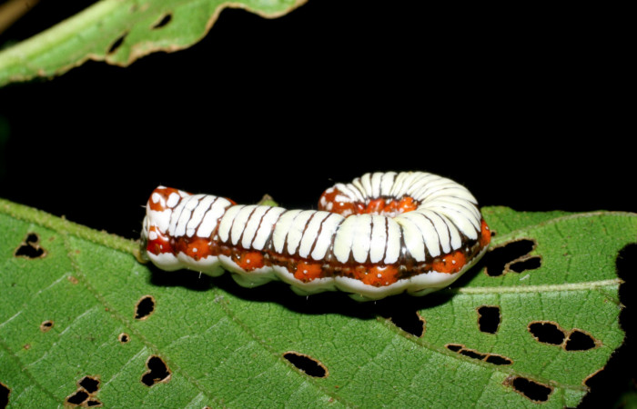 Figura 5. Larva de <i>Cropia cedica</i></i> (Noctuidae) penúltimo estadio, posición lateral. Voucher: 08-SRNP-6029-DHJ445029.jpg.