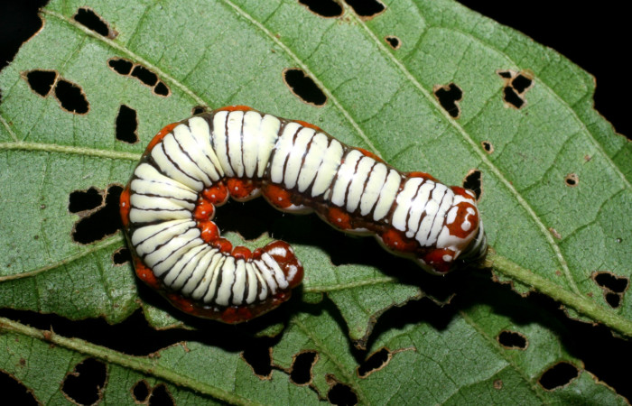 Figura 3. Larva de <i>Cropia cedica</i></i> (Noctuidae) penúltimo estadio, posición dorsal. Voucher: 08-SRNP-6029-DHJ445030.jpg.