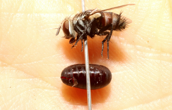 Figura 8. Mosca de <i>Lespesia postica</i></i> (Tachinidae), parásito en larva de <i>Cropia cedica</i></i> (Noctuidae) Voucher:10-SRNP-12970-DHJ475159.jpg.