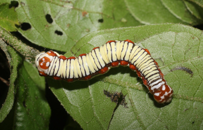 Figura 1. Larva de <i>Cropia cedica</i></i> (Noctuidae) penúltimo estadio, posición dorsal. Voucher:19-SRNP-2392-DHJ759106.jpg.
