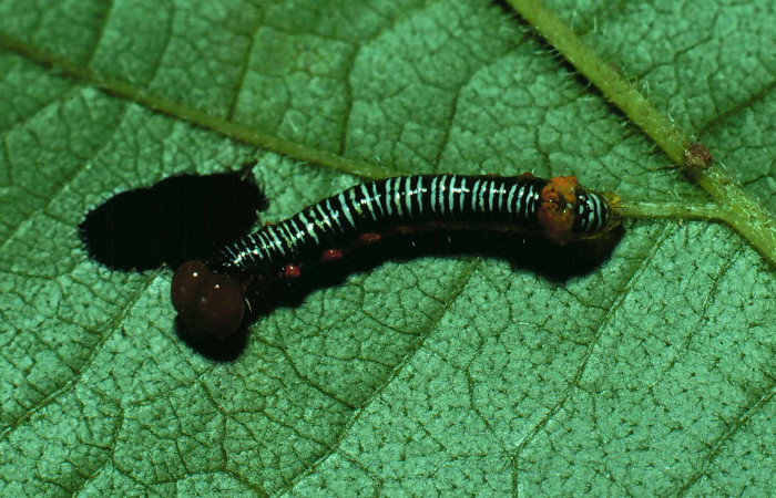 Figura 2. Larva de <i>Cropia cedica</i></i> (Noctuidae) tercer estadio, posición dorsal. Voucher: 81-SRNP-750-DHJ2941.jpg.