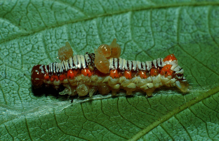 Figura 6. Larva parasitada <i>Cropia cedica</i></i> (Noctuidae) de <i>Euplectrus ivonae</i></i> (Eulophidae) penúltimo estadio, posición dorsal. Voucher: 90-SRNP-2182-DHJ13416.jpg.
