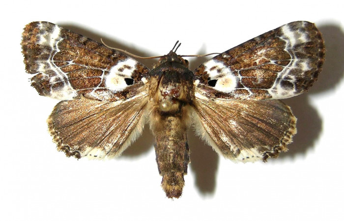 Figura 9. Adulto de <i>Cropia cedica</i></i> (Noctuidae) hembra. Voucher: 98-SRNP-5156-DHJ328842.