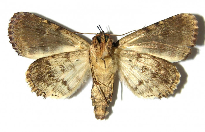 Figura 10. Adulto de <i>Cropia cedica</i></i> (Noctuidae) hembra. Voucher: 98-SRNP-5156-DHJ328843.
