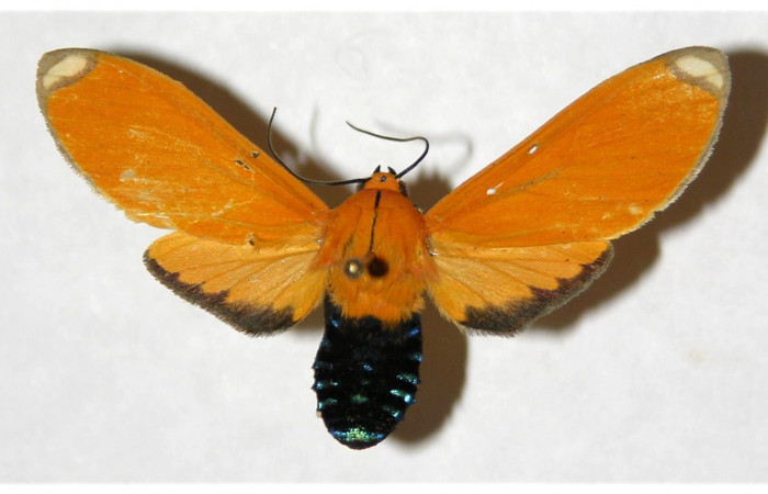 Fig. 1 Vista dorsal de la hembra <i>Ormetica sicilia</i></i> (Erebidae) (04-SRNP-61334-DHJ316622).