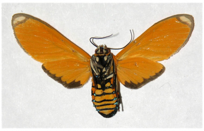 Fig. 2 Vista Ventral de la hembra <i>Ormetica sicilia</i></i> (Erebidae) (04-SRNP-61334-DHJ316623).
