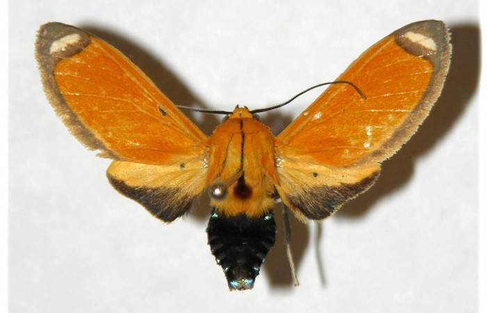 Fig. 3 Vista dorsal del macho <i>Ormetica sicilia</i></i> (Erebidae) (04-SRNP-13382-DHJ316630)