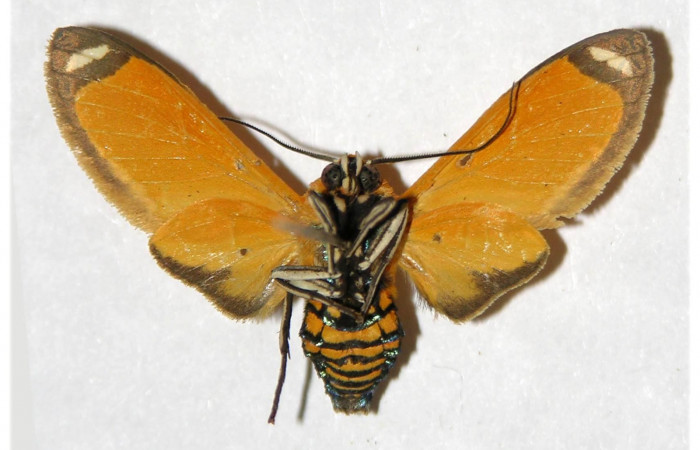 Fig. 4 Vista ventral del macho <i>Ormetica sicilia</i></i> (Erebidae) (04-SRNP-13382-DHJ316631)