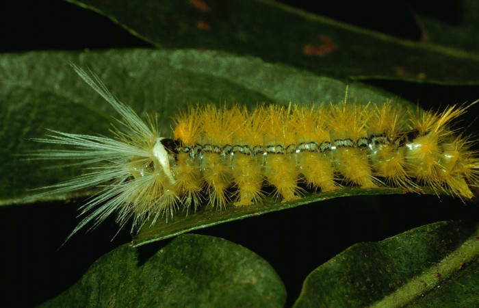 Fig. 5 <i>Ormetica sicilia</i></i> (Erebidae) en forma lateral (92-SRNP-4862-DHJ16796).