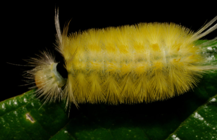 Fig. 6 <i>Ormetica sicilia</i></i> (Erebidae) (07-SRNP-24640-DHJ434127).