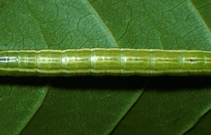  Larva en posición dorsal de <i>Serichroa felderi</i></i> (Notodontidae), U estadio. Sector Rincon Rain Forest, Camino Rio Francia. Voucher 03-SRNP-11919-DHJ76029.jpg.