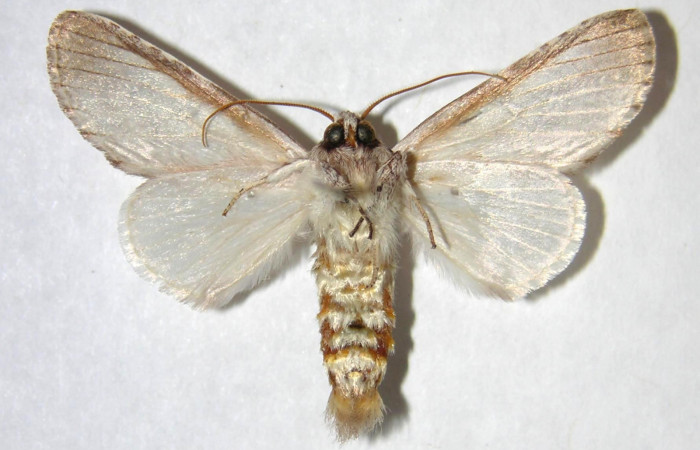  Adulto macho en posición ventral de <i>Sericochroa felderi</i></i> (Notodontidae). Sector Santa Rosa, Sendero Natural. Voucher 90-SRNP-2345-DHJ363863.