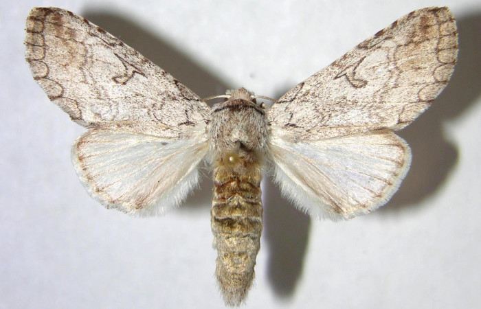 Adulto hembra en posición dorsal de <i>Sericochroa felderi</i></i> (Notodontidae). Sector Santa Rosa, Alacran. Voucher 90-SRNP-2563-DHJ363850.