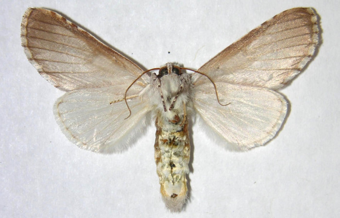  Adulto hembra en posición ventral de <i>Sericochroa felderi</i></i> (Notodontidae). Sector Santa Rosa, Alacran. Voucher 90-SRNP-2563-DHJ363851.