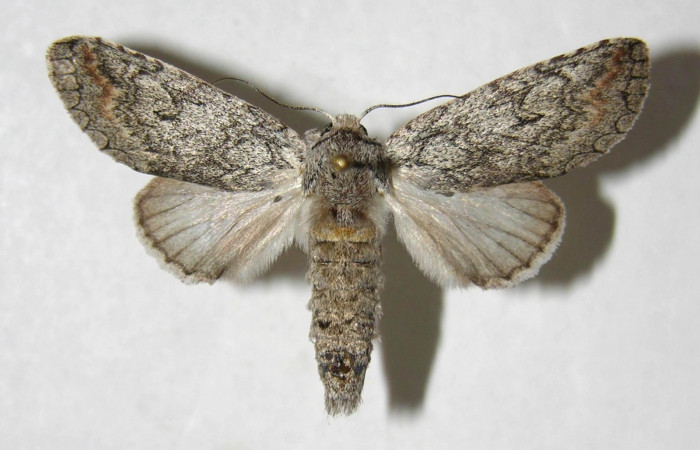  Adulto macho en posición dorsal de <i>Sericochroa</i></i> felderiDHJ02 (Notodontidae). Sector Santa Rosa, Alacran. Voucher 06-SRNP-98009-DHJ358104.
