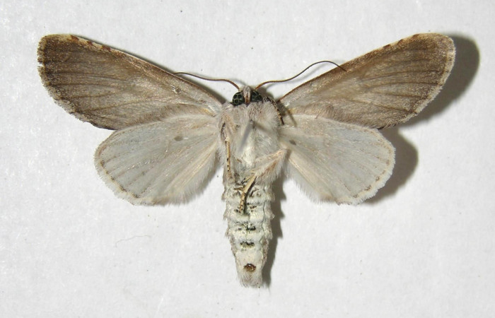  Adulto macho en posición ventral de <i>Sericochroa</i></i> felderiDHJ02 (Notodontidae). Sector Santa Rosa, Alacran. Voucher 06-SRNP-98009-DHJ358105.