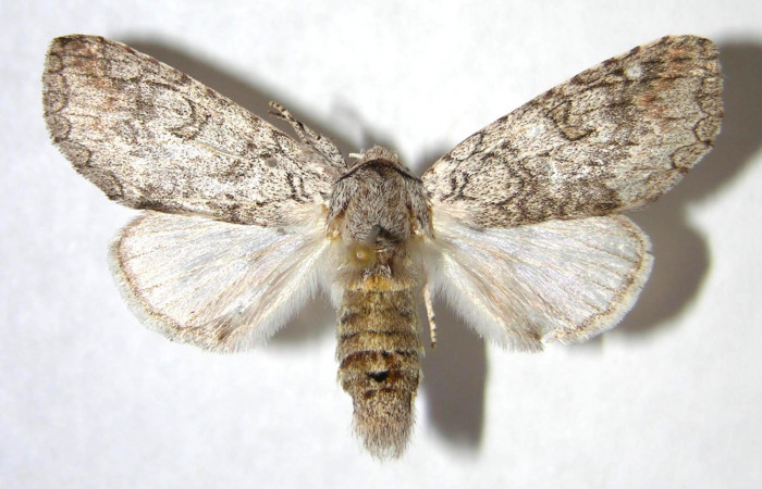  Adulto hembra en posición dorsal de <i>Sericochroa</i></i> felderiDHJ02 (Notodontidae). Sector Santa Rosa, Alacran. Voucher Voucher 95-SRNP-4902-DHJ363900.