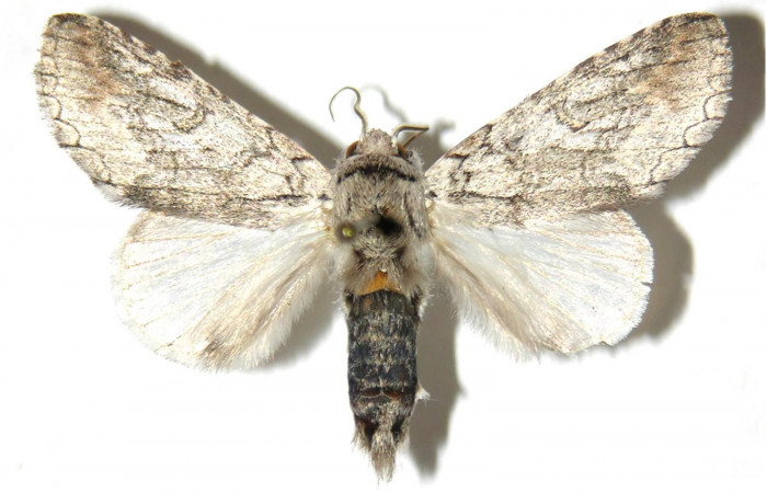  Adulto macho en posición dorsal de <i>Sericochroa</i></i> felderiDHJ03 (Notodontidae). Sector Mundo Nuevo, Mamones. Voucher Voucher 05-SRNP-56282-DHJ311454.