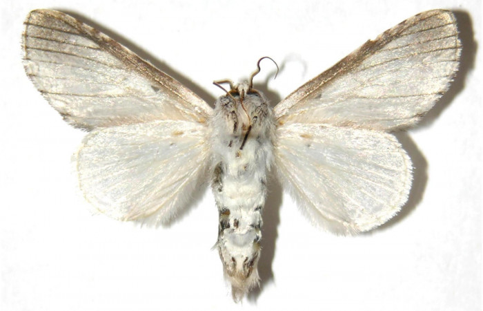  Adulto macho en posición ventral de <i>Sericochroa</i></i> felderiDHJ03 (Notodontidae). Sector Mundo Nuevo, Mamones. Voucher Voucher 05-SRNP-56282-DHJ311455.