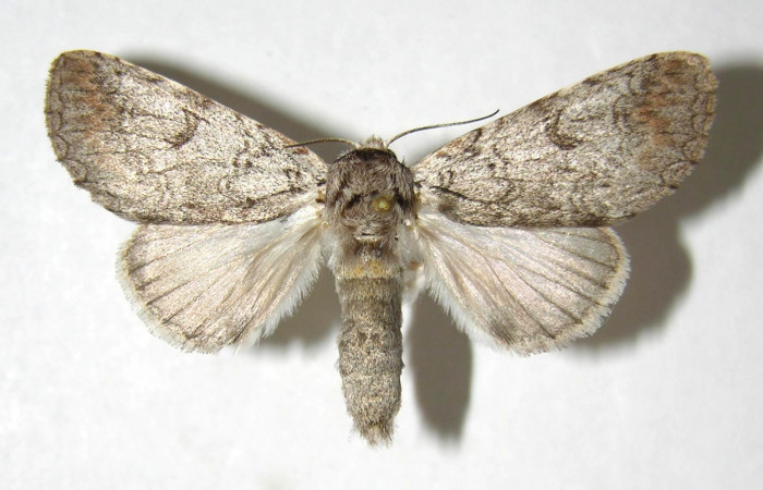  Adulto hembra en posición dorsal de <i>Sericochroa</i></i> felderiDHJ03 (Notodontidae). Sector Santa Rosa, Area Administrativa. Voucher Voucher 06-SRNP-98008-DHJ358102.