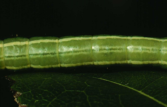  Larva en posición dorsal de <i>Sericochroa felderi</i></i> (Notodontidae), U estadio. Sector Santa Rosa, Area Administrativa. Voucher 94-SRNP-9926-DHJ26275.jpg.
