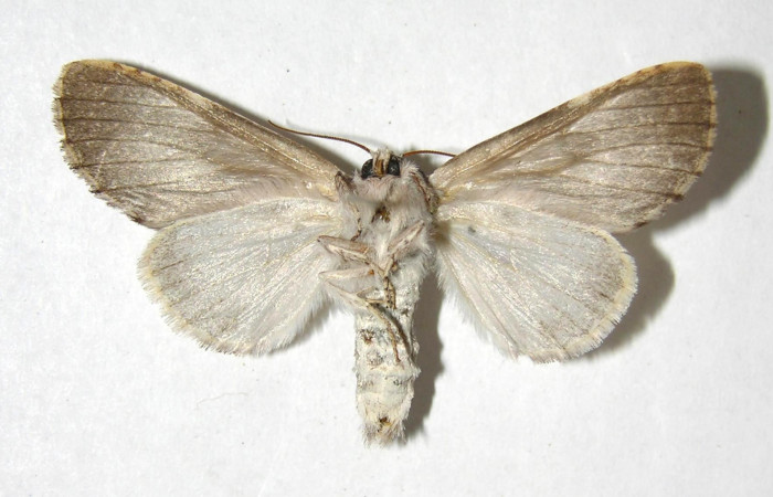  Adulto hembra en posición ventral de <i>Sericochroa</i></i> felderiDHJ03 (Notodontidae). Sector Santa Rosa, Area Administrativa. Voucher Voucher 06-SRNP-98008-DHJ358103.