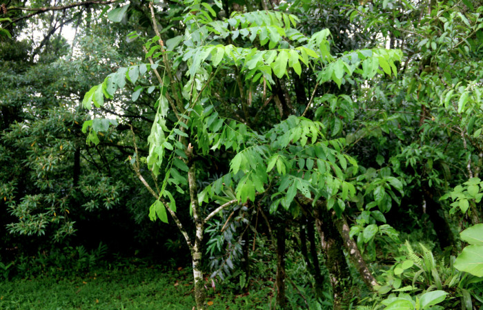 Figura 21. <i>Cedrela odorata</i></i> (Meliaceae), Planta hospedera de <i>Sericochroa felderi</i></i> (Notodontidae). Sector San Cristóbal, Estación Biológica San Gerardo. Foto, Elda Araya. 12 de Julio 2018 
