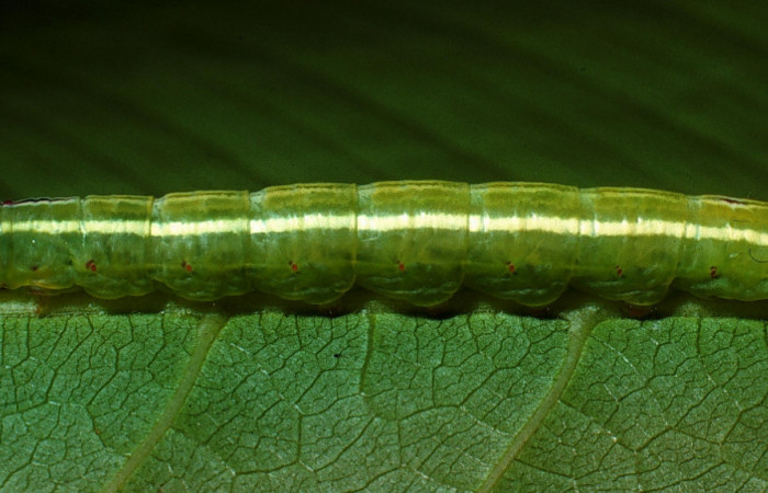  Larva en posición lateral de <i>Sericochroa felderi</i></i> (Notodontidae), U estadio. Sector Rincon Rain Forest, Camino Rio Francia. Voucher 03-SRNP-11919-DHJ76030.jpg.