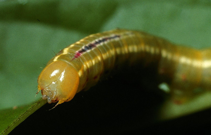  Cabeza en posición frontal de <i>Sericochroa felderi</i></i> (Notodontidae), U estadio. Sector Del Oro, Quebrada Trigal. Voucher 03-SRNP-2978-DHJ71936.jpg.