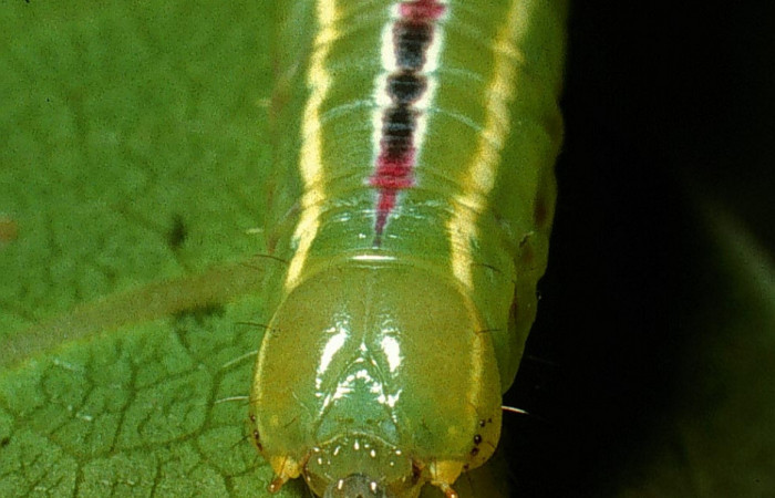  Cabeza en posición frontal de <i>Sericochroa felderi</i></i> (Notodontidae), U estadio. Sector Rincon Rain Forest, Camino Rio Francia. Voucher 03-SRNP-11919-DHJ76031.jpg.