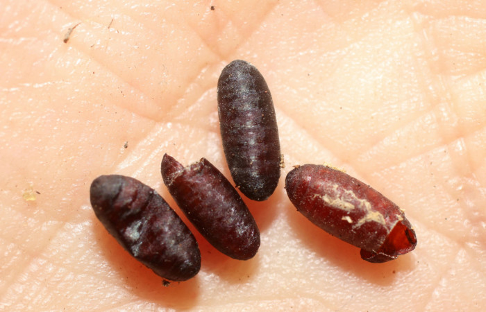  Puparios de <i>Eucelatoria</i></i> Wood09 Parásito de larva <i>Sericochroa felderi</i></i> (Notodontidae),  Sector Mundo Nuevo, Sendero mora. Voucher 10-SRNP-55546-DHJ498265.jpg.