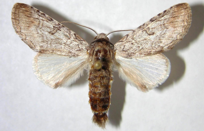  Adulto macho en posición dorsal de <i>Sericochroa felderi</i></i> (Notodontidae). Sector Santa Rosa, Sendero Natural. Voucher 90-SRNP-2345-DHJ363862.