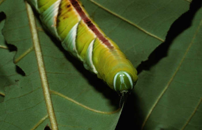 Figura 8. Larva en último estadio <i>Manduca albiplaga</i></i>, (Sphingidae), posición cabeza <i>Annona rensoniana</i></i> (Annonaceae).Sector Del Oro, Quebrada Romero, (elevación 290 metros). 9 julio 2002. (02-SRNP-17450-DHJ68362.jpg).