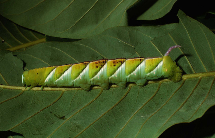 Figura 7. Larva en último estadio <i>Manduca albiplaga</i></i>, (Sphingidae), posición lateral alimentándose <i>Annona rensoniana</i></i> (Annonaceae). Sector Del Oro, Quebrada Romero, (elevación 490 metros). 9 julio 2002. (02-SRNP-17450-DHJ68368.jpg).