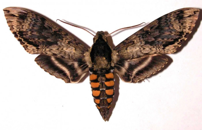 Figura 21. Adulto de Manduca pellenia (Sphingidae), posición dorsal. (02-SRNP-2300-DHJ35390).