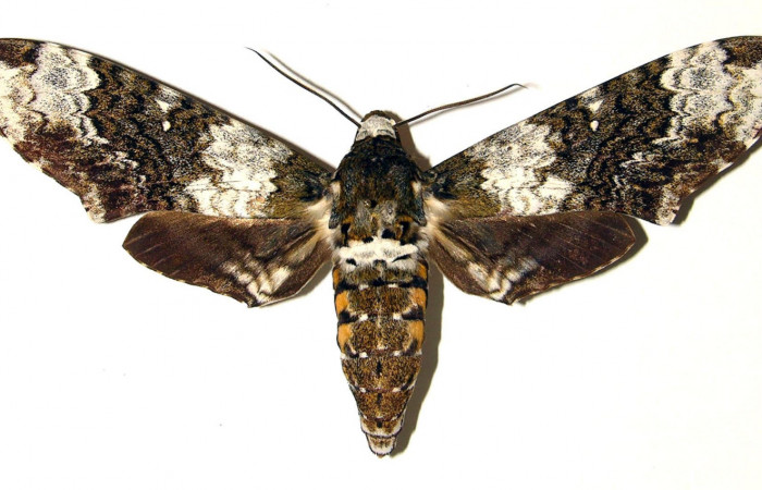 Figura 15. Adulto de <i>Manduca albiplaga</i></i> (Sphingidae), Hembra, posición dorsal. (03-SRNP-15995-DHJ91862).