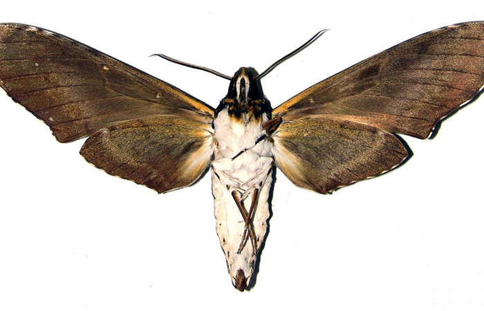 Figura 16. Adulto de <i>Manduca albiplaga</i></i> (Sphingidae), Hembra, posición vista ventral. (03-SRNP-15995-DHJ91863).