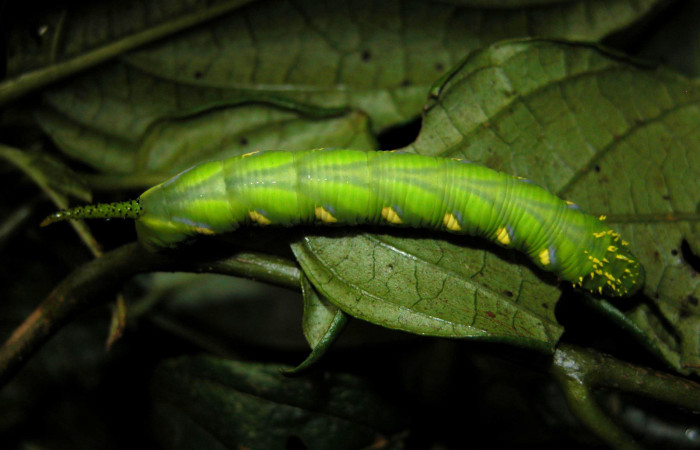 Fig. 17 Dorsal entero <i>Manduca pellenia</i></i> (Sphingidae), alimentándose en <i>Lycianthes pauciflora</i></i> (Solanaceae), Sector Cacao, Estación Cacao, (elevación 1150 metros). Colectada 19 Junio 2003 (03-SRNP-4737-DHJ400642.jpg).
